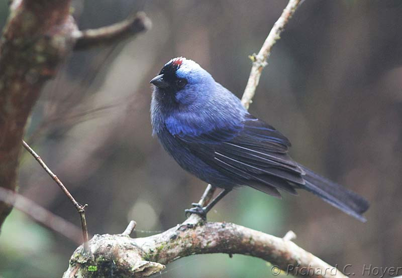 …as is the Diademed Tanager, that conspire to make Southeastern Brazil an attractive destination.